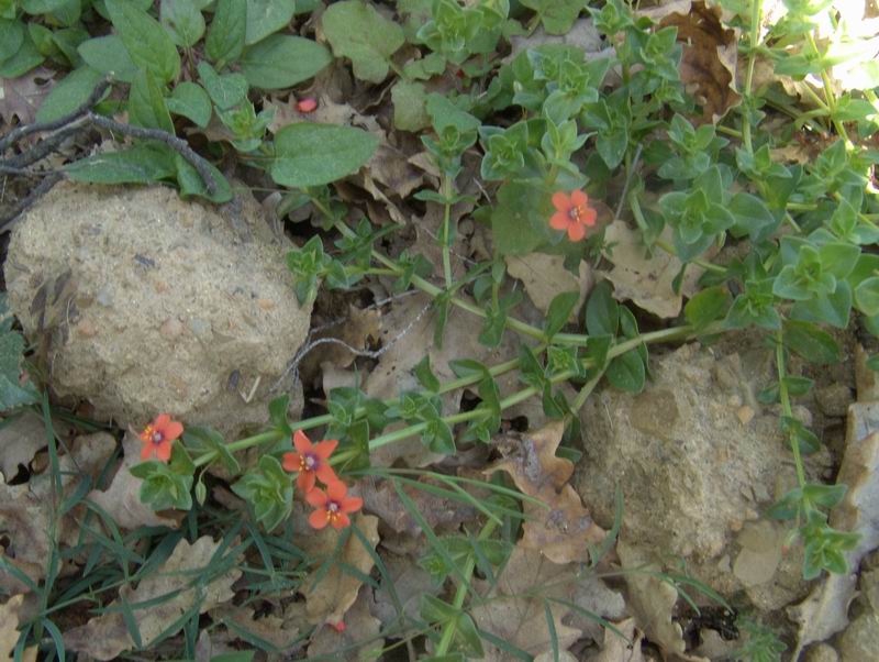 Lysimachia arvensis / Mordigallina